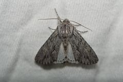 Fishia yosemitae