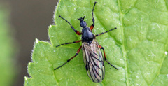Bibio xanthopus