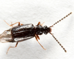 Carcinocephalus flavidus