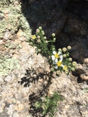 Perityle coronopifolia