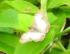 Antigonus emorsa