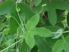 Passiflora tenuifila