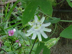 Passiflora tenuifila