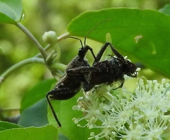 Apiomerus longispinis