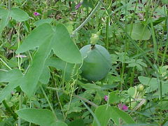 Passiflora tenuifila