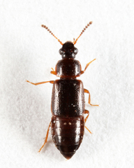 Phyllodrepa humerosa