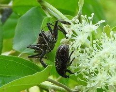 Apiomerus longispinis