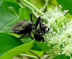 Apiomerus longispinis