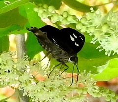 Polygonus leo arizonensis