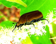 Hologymnetis cinerea