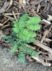 Paraserianthes