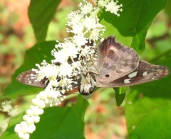 Polygonus leo arizonensis