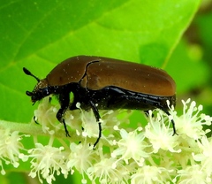 Hologymnetis cinerea