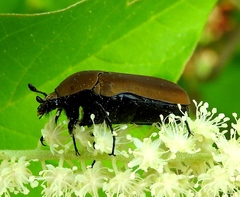 Hologymnetis cinerea