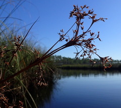 Cladium mariscus jamaicense