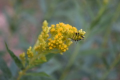 Solidago elongata
