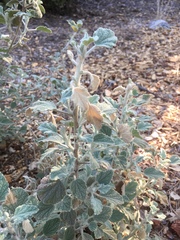 Malacothamnus arcuatus