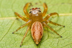 Artabrus aurantipilosus