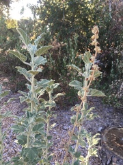 Malacothamnus arcuatus