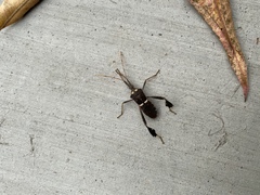 Leptoglossus zonatus