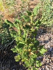 Malacothamnus involucratus