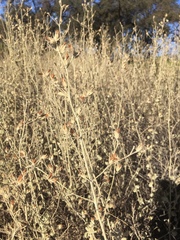 Malacothamnus abbottii