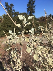Malacothamnus jonesii