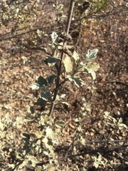Malacothamnus jonesii