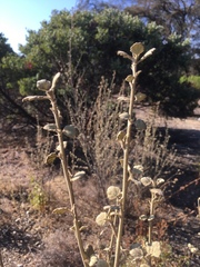 Malacothamnus jonesii