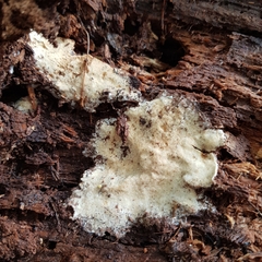 Sclerotinia sclerotiorum