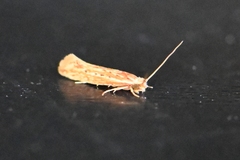 Ypsolopha sp-sw
