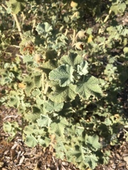 Malacothamnus fremontii cercophorus