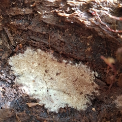 Sclerotinia sclerotiorum