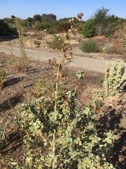 Malacothamnus fremontii cercophorus