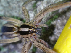 Rabidosa punctulata