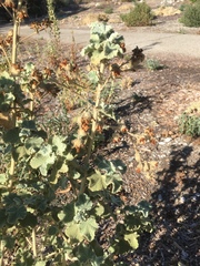 Malacothamnus fremontii cercophorus