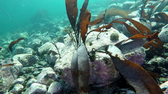 Saccorhiza dermatodea