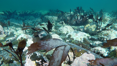 Saccorhiza dermatodea