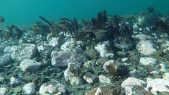 Saccorhiza dermatodea