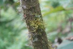 Bryopteris filicina
