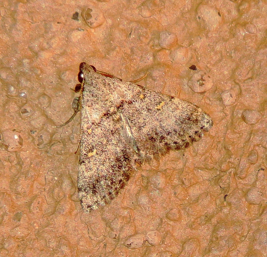 Bleptina minimalis