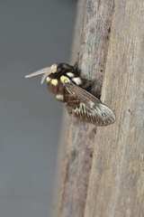 Megalopyge albicollis