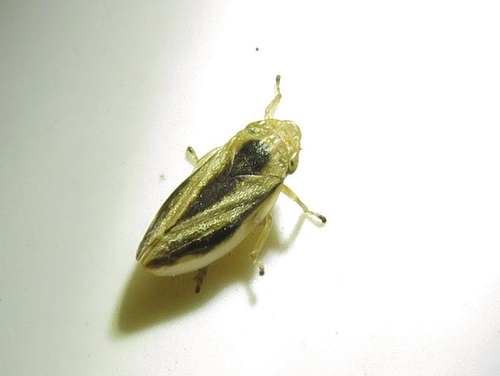 Meadow Spittlebug photo 4