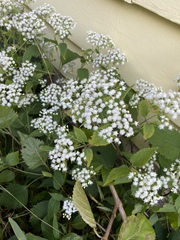 Ageratina altissima