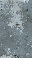 Diplacodes bipunctata