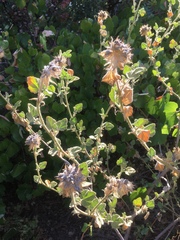 Malacothamnus lucianus