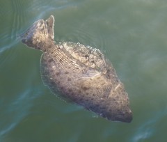 Paralichthys californicus