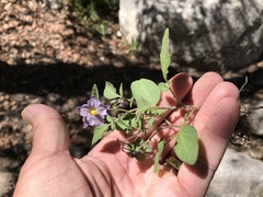 Solanum stoloniferum