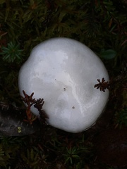Hygrophorus piceae