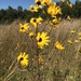Narrowleaf Sunflower - Photo (c) Paul Marcum, some rights reserved (CC BY-NC), uploaded by Paul Marcum